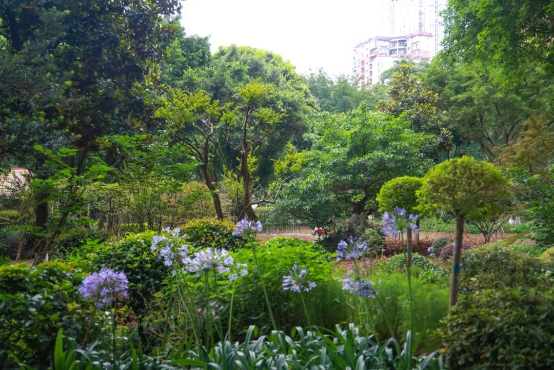 荷你有约周末去武隆逛荷花节可好,今夏荷你有约新余已开启赏荷模式