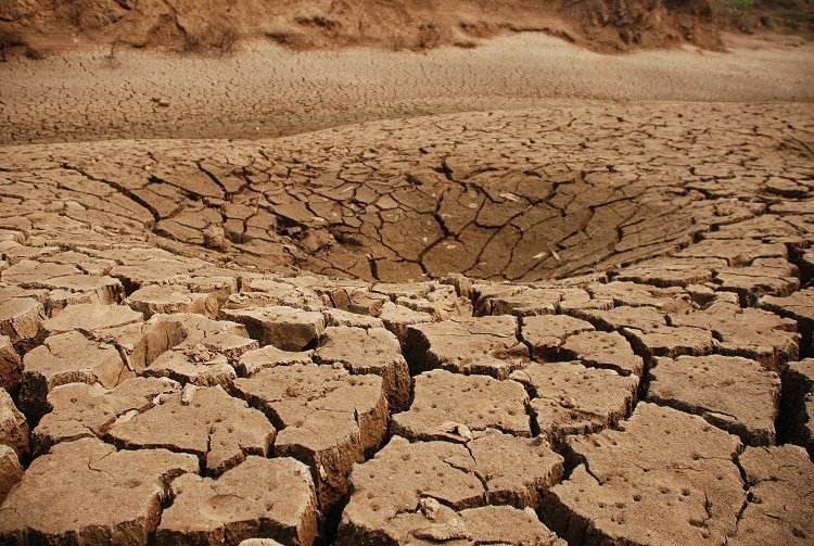 猫咪终究没能避开越南人的屠刀,越南人日食上万只猫,为啥爱吃猫