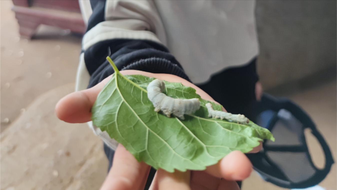 人生的第一个副业！你小时候养过吗？