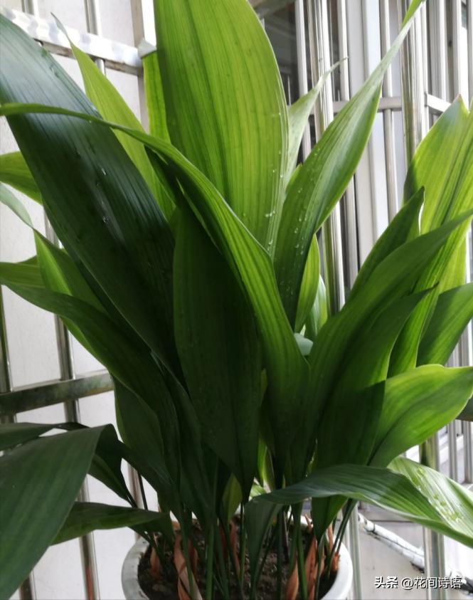 新房装修去甲醛最好的绿植,室内什么绿植去除甲醛效果最好
