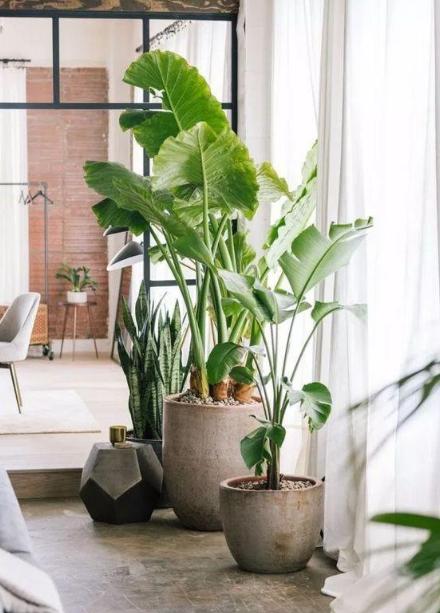 哪种绿植适合室内养对人体好,室内养绿植会增加负氧离子吗