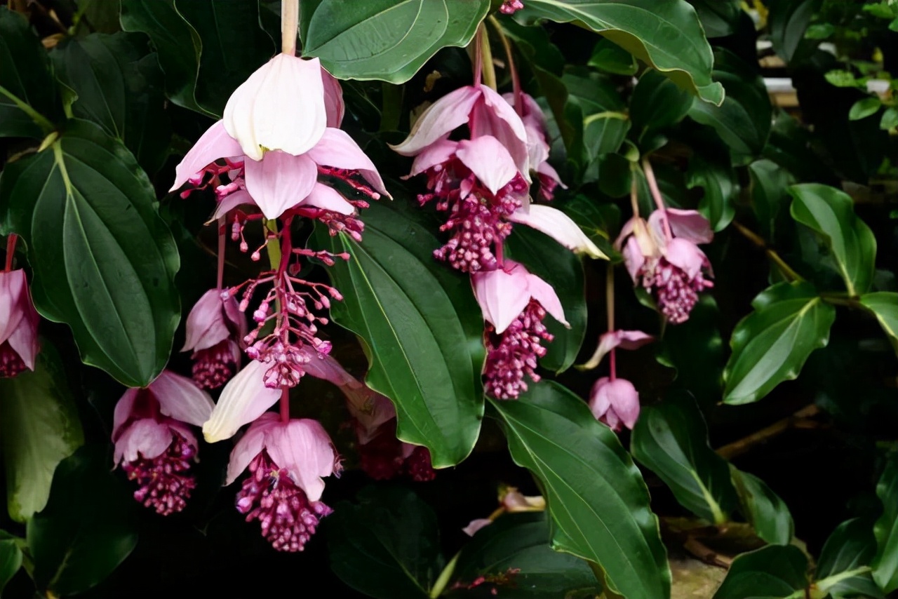 昂贵花卉100种,十种最贵的花