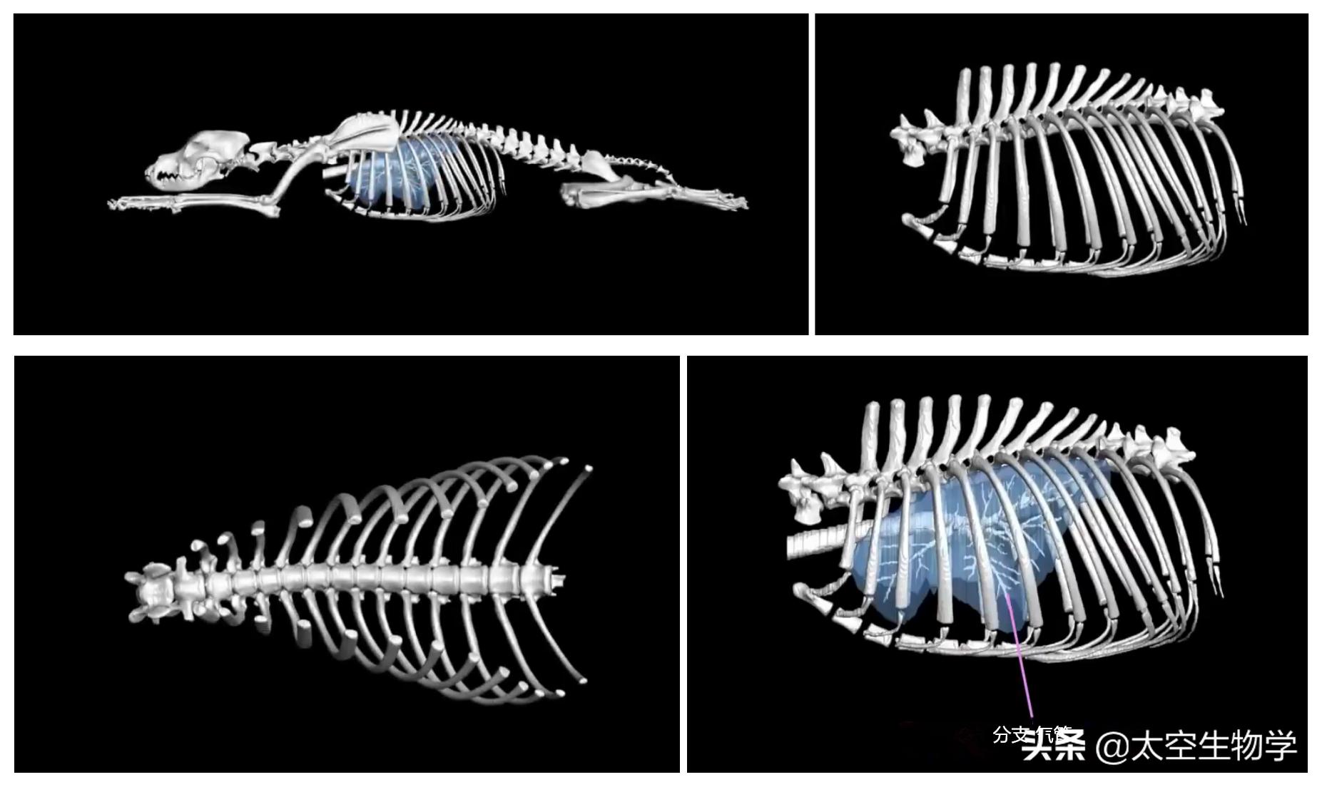 恐龙能适应现在的地球环境吗,恐龙在什么样的环境下才能有翼