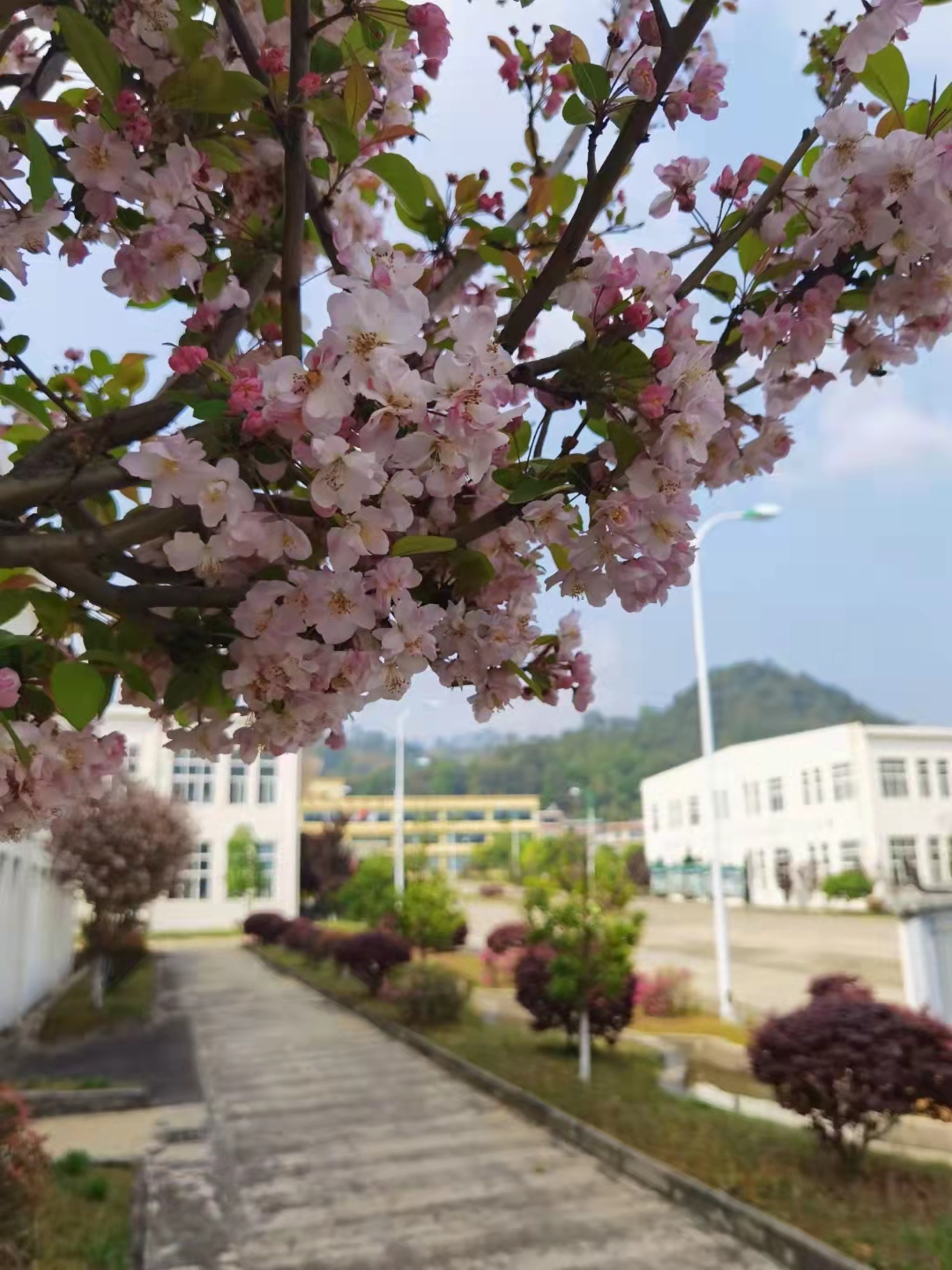 凤庆凤牌茶叶有限公司,凤庆茶叶发展历程图表