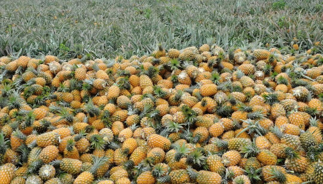 我国禁止进口水果有哪些,台湾柑橘类水果对大陆出口额