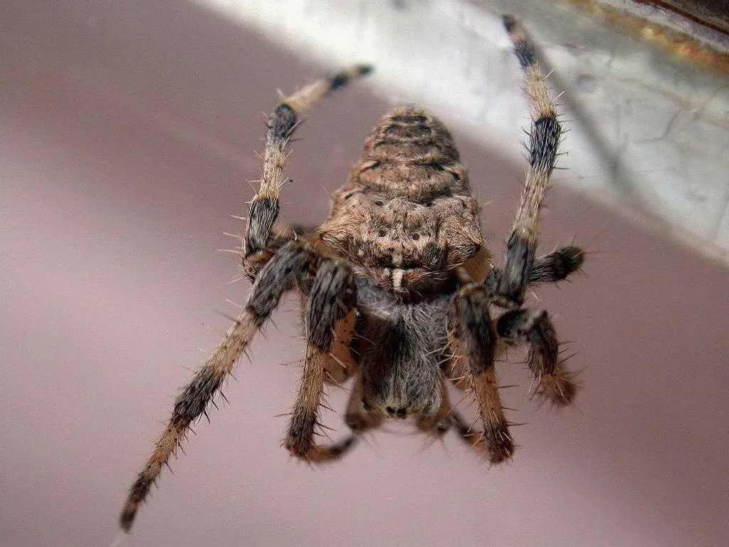 中药古今研究全集视频,中药古今研究木瓜