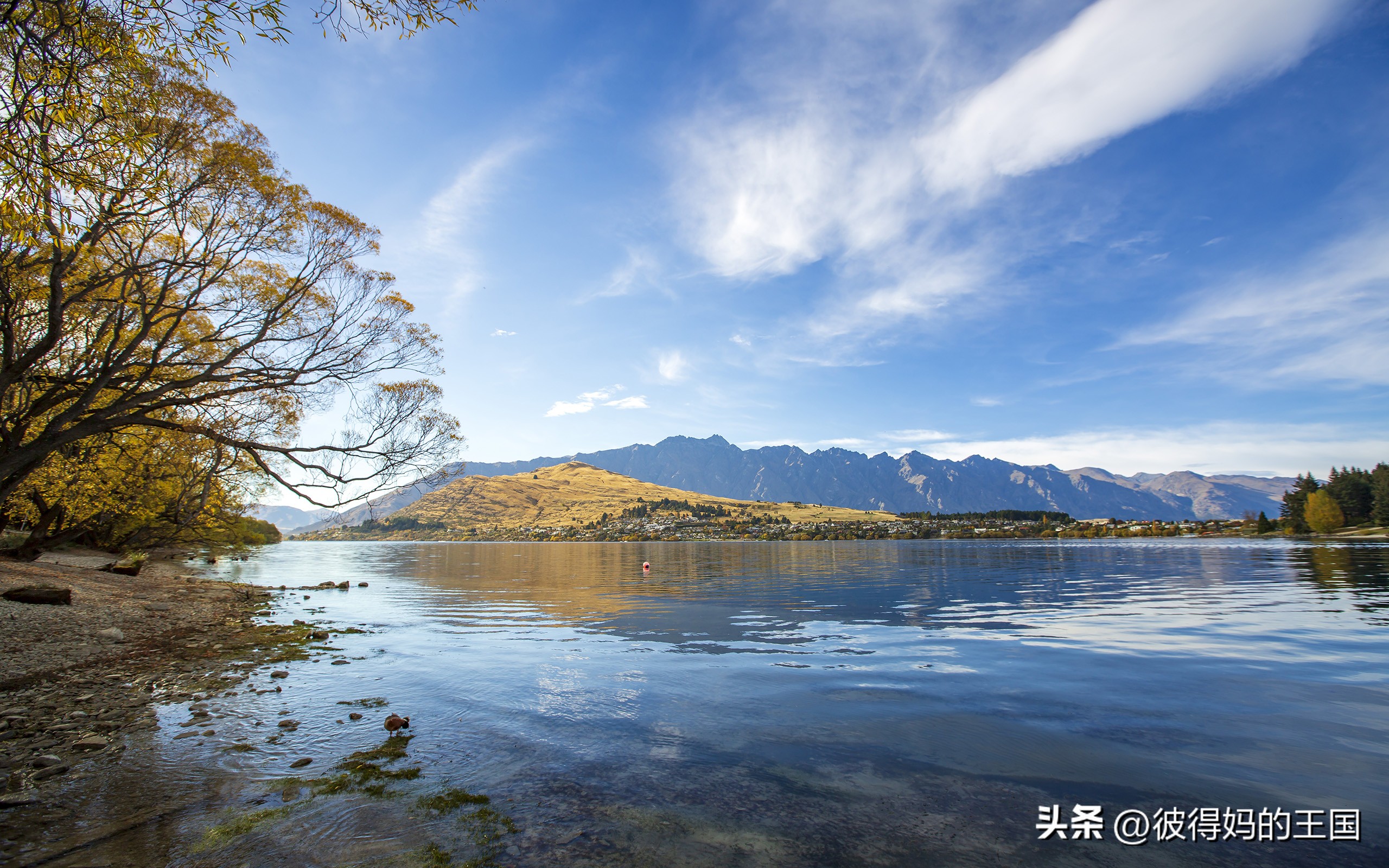 哥伦布发现新大陆是新西兰吗,新西兰悲伤背后的真相
