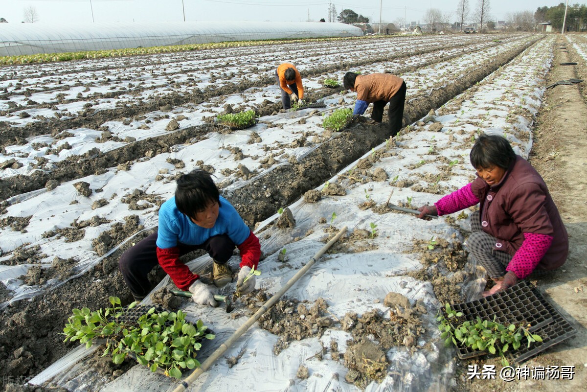 农业种植行业经营模式,农业经营模式和思路