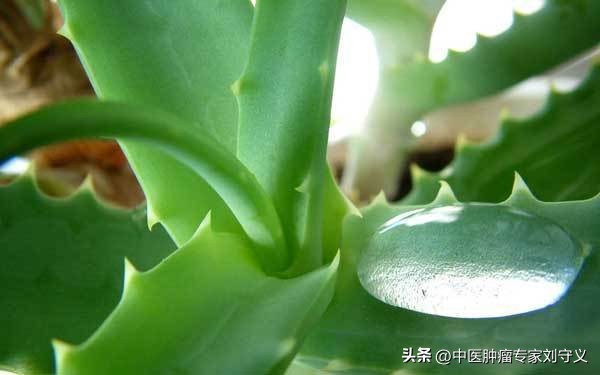 芦荟有去肝火的作用吗,抗癌中药芦荟的功效与作用