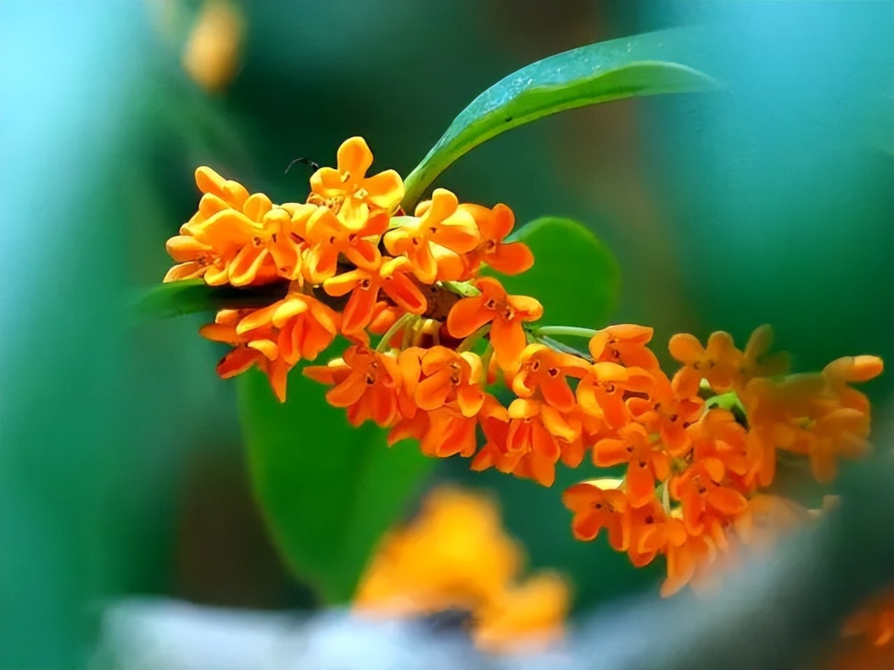 “10大名花”选美,你最支持谁？