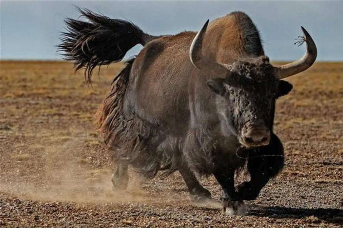 三江源成年雪豹被五只狼围攻,三江源现罕见藏棕熊捕食