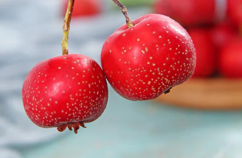 山楂配什么抗衰老最好,特产山楂活血抗衰老