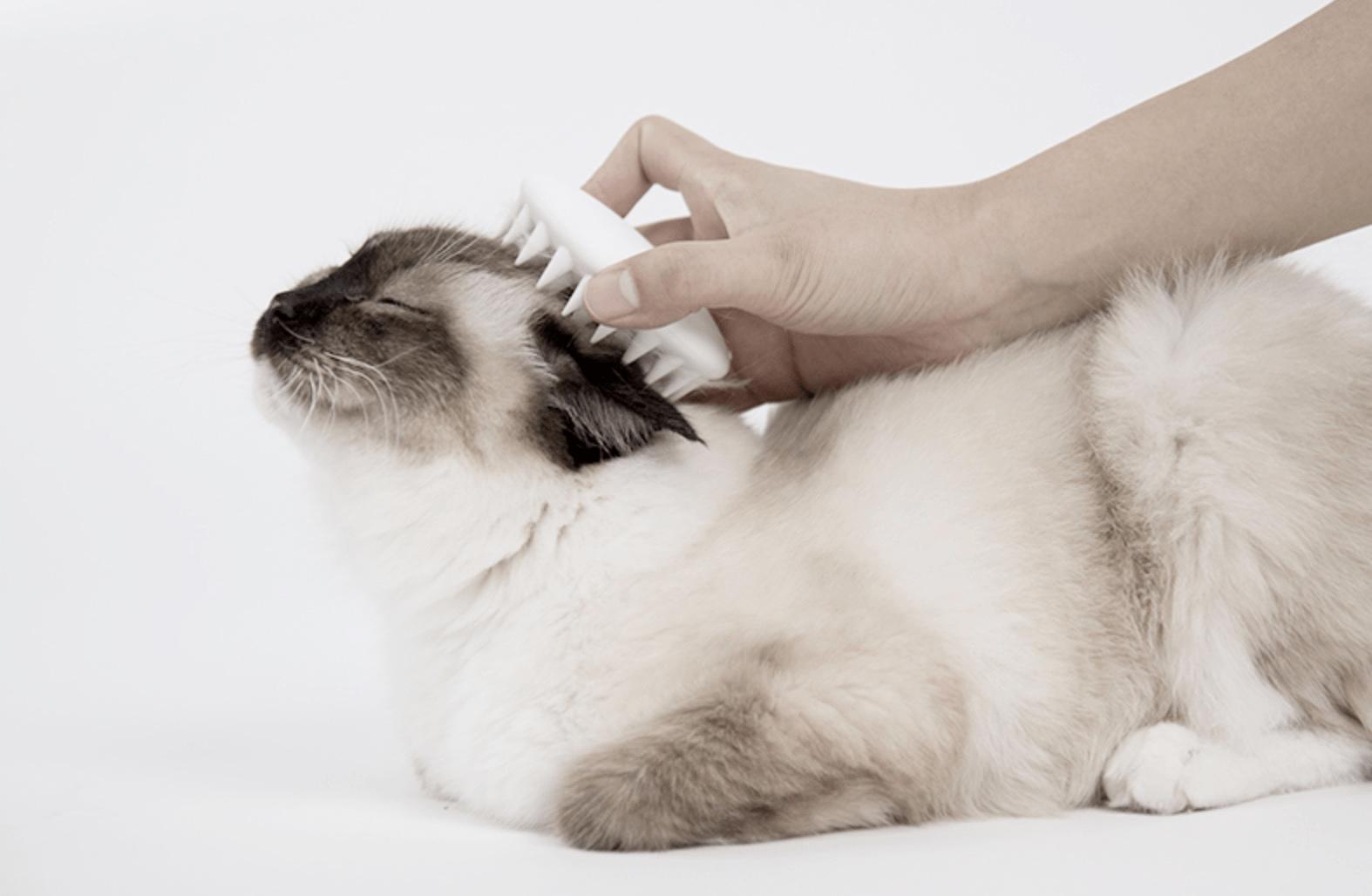 猫掉毛秃了一块白皮用什么药治,猫体外驱虫部位掉毛掉皮怎么办