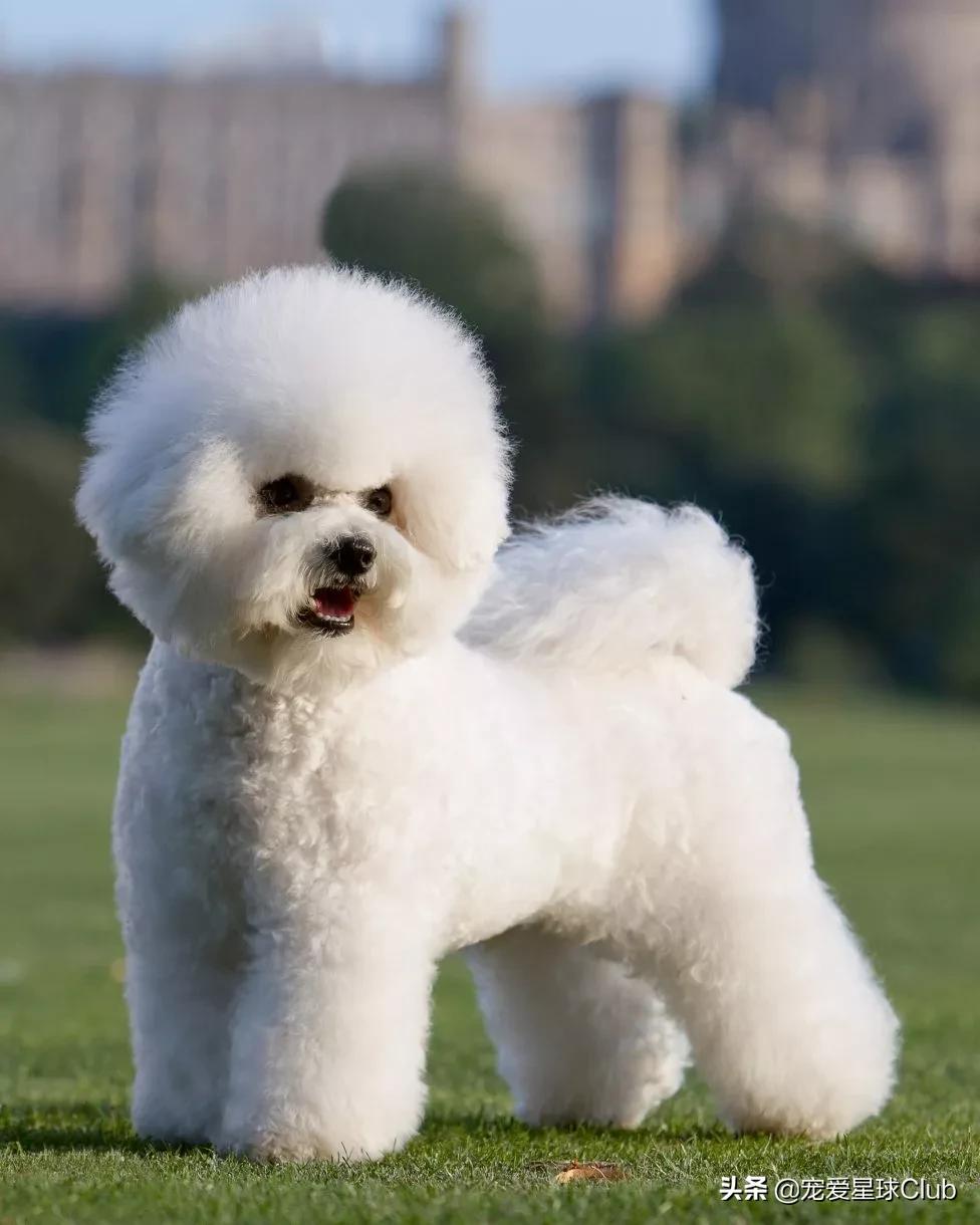 比熊犬语言大全,比熊犬照片棉花糖