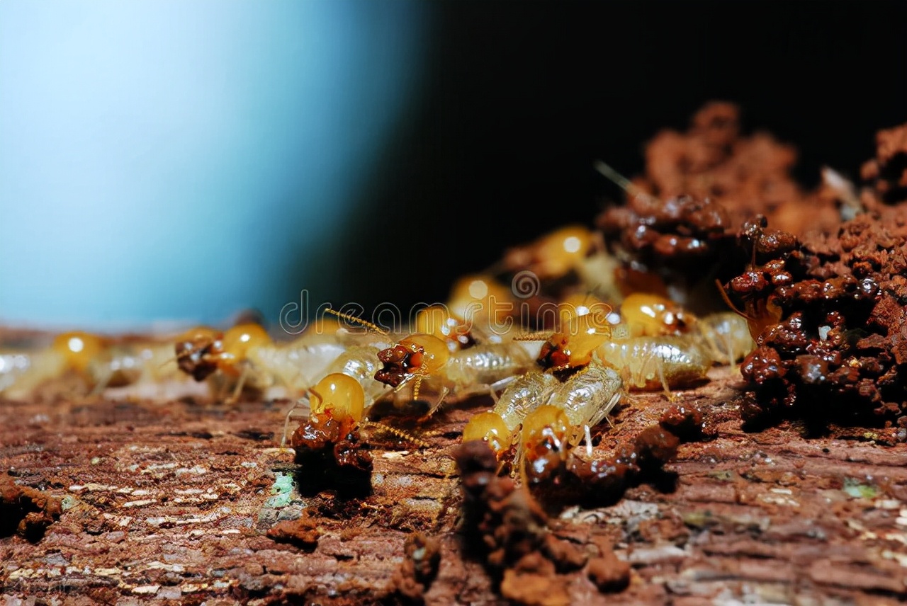 白蚁防治证书取得条件,白蚁防治资质证书怎么报名
