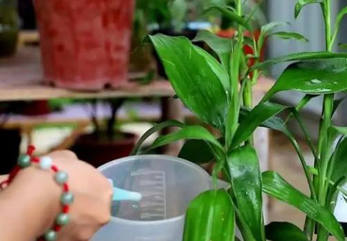 发财竹叶子黄怎么办,水培发财竹黄叶掉叶怎样补救冬天