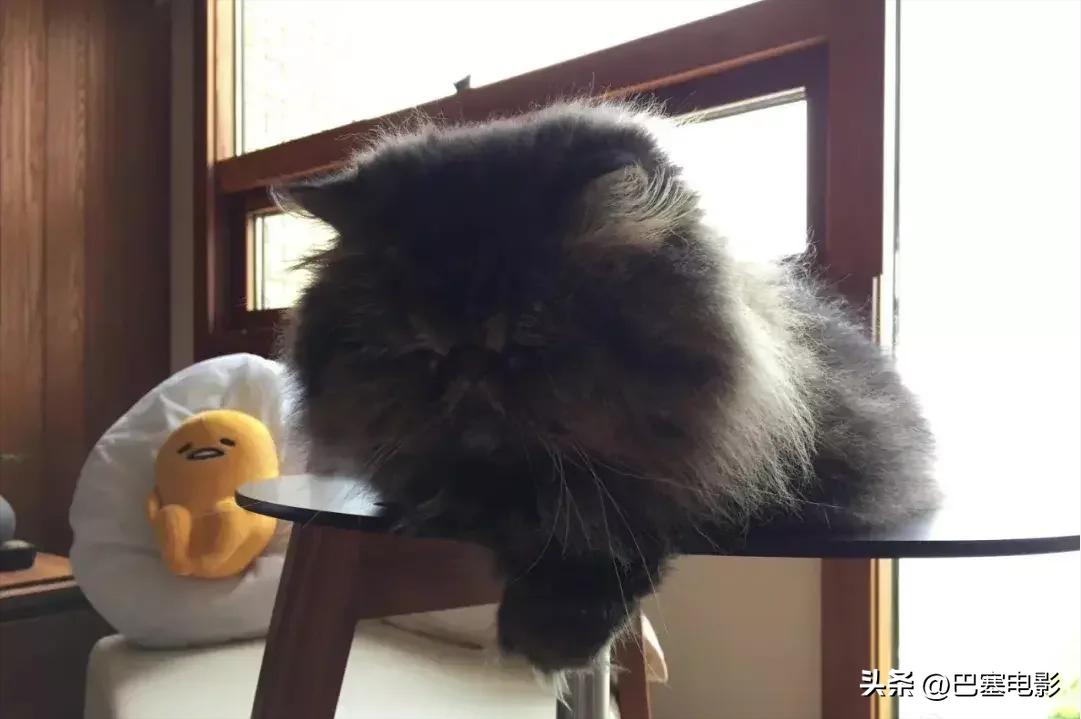 目前郑伊健靠什么生活,郑伊健低调笑谈婚后生活