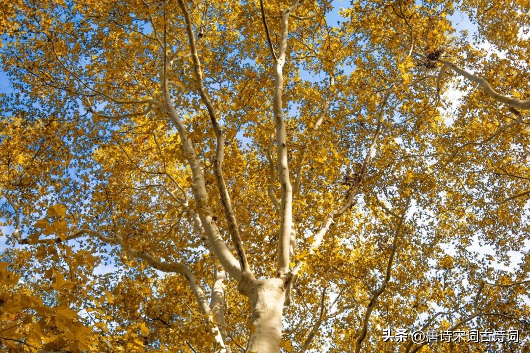 离人心上秋，不见君惟余愁