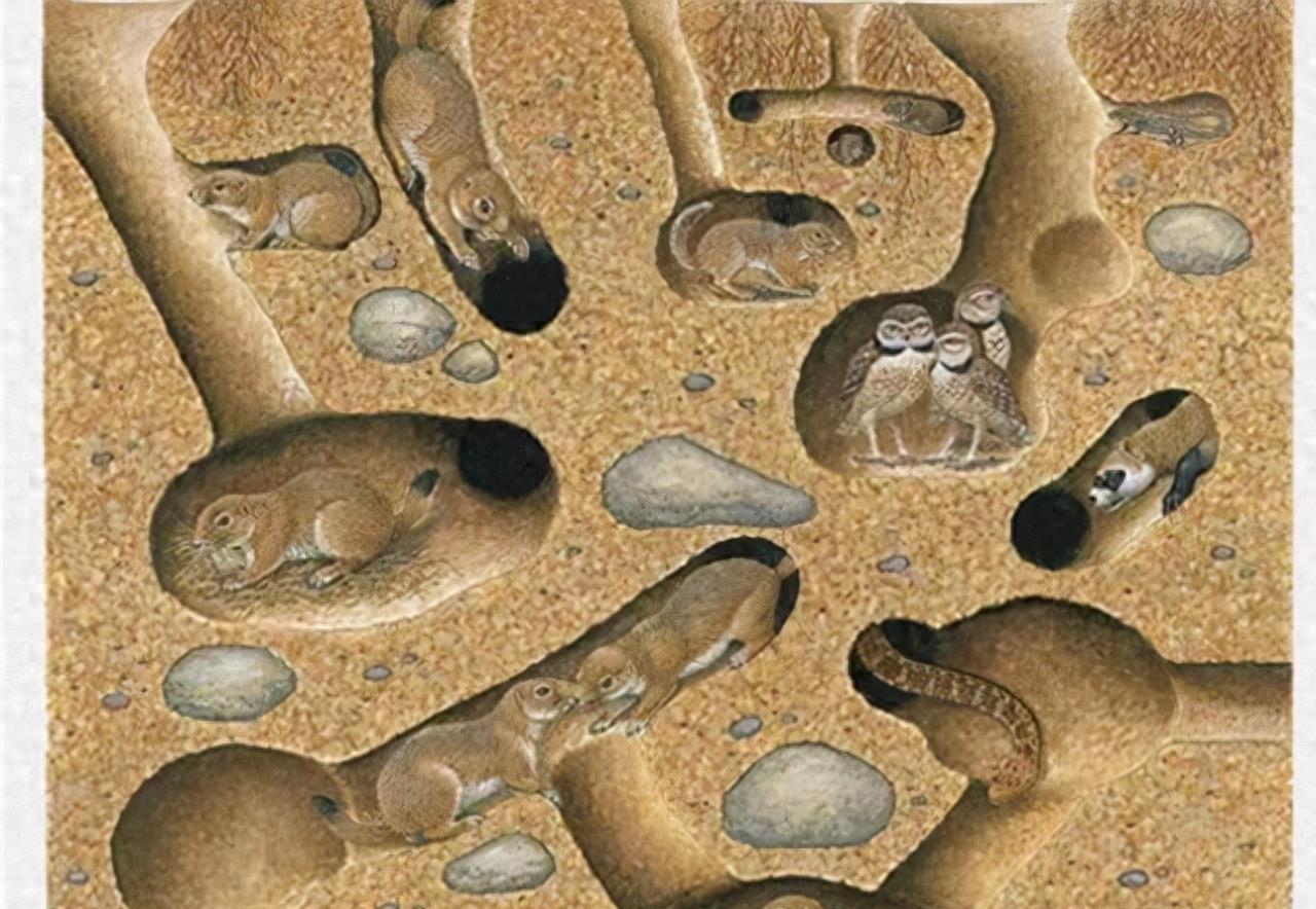 蛇岛生态链惊现老鼠吃蛇,2万条蛇成口粮引关注