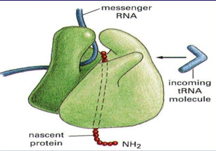 茉莉酸分子机制,茉莉酸受体抑制剂及其作用机理