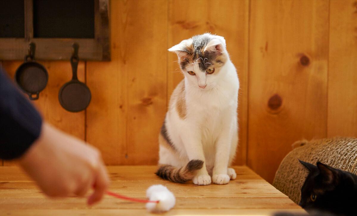 猫咪正常体重对照年龄阶段,猫咪年龄怎么看图解