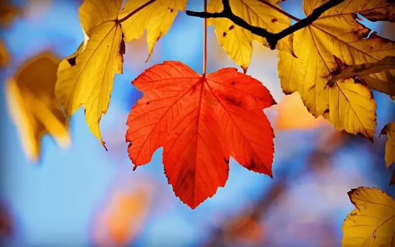 秋天的思念纯音乐,秋天的思念