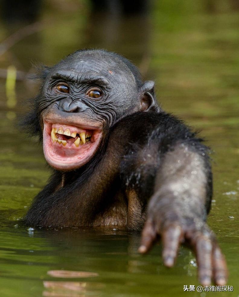 人类为什么褪去体毛？却保留了头发、腋毛和阴毛，有什么用？