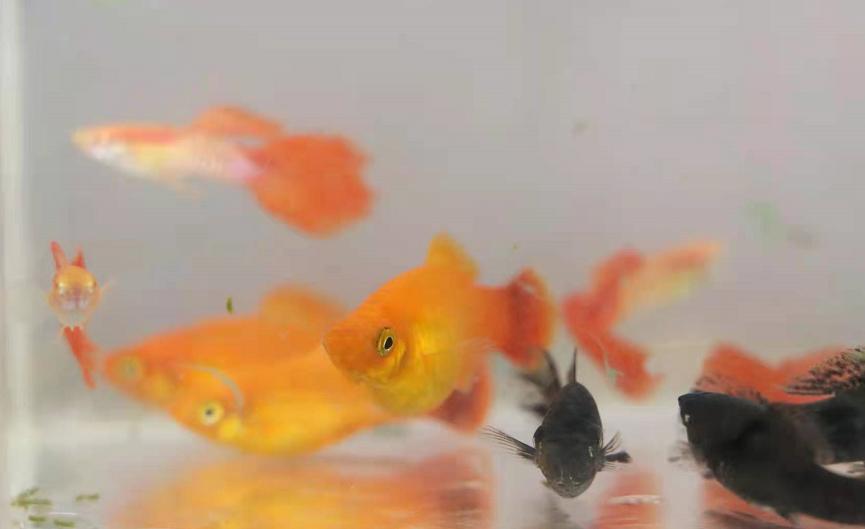 养殖热带鱼需要些什么药,养殖热带鱼需要多少钱