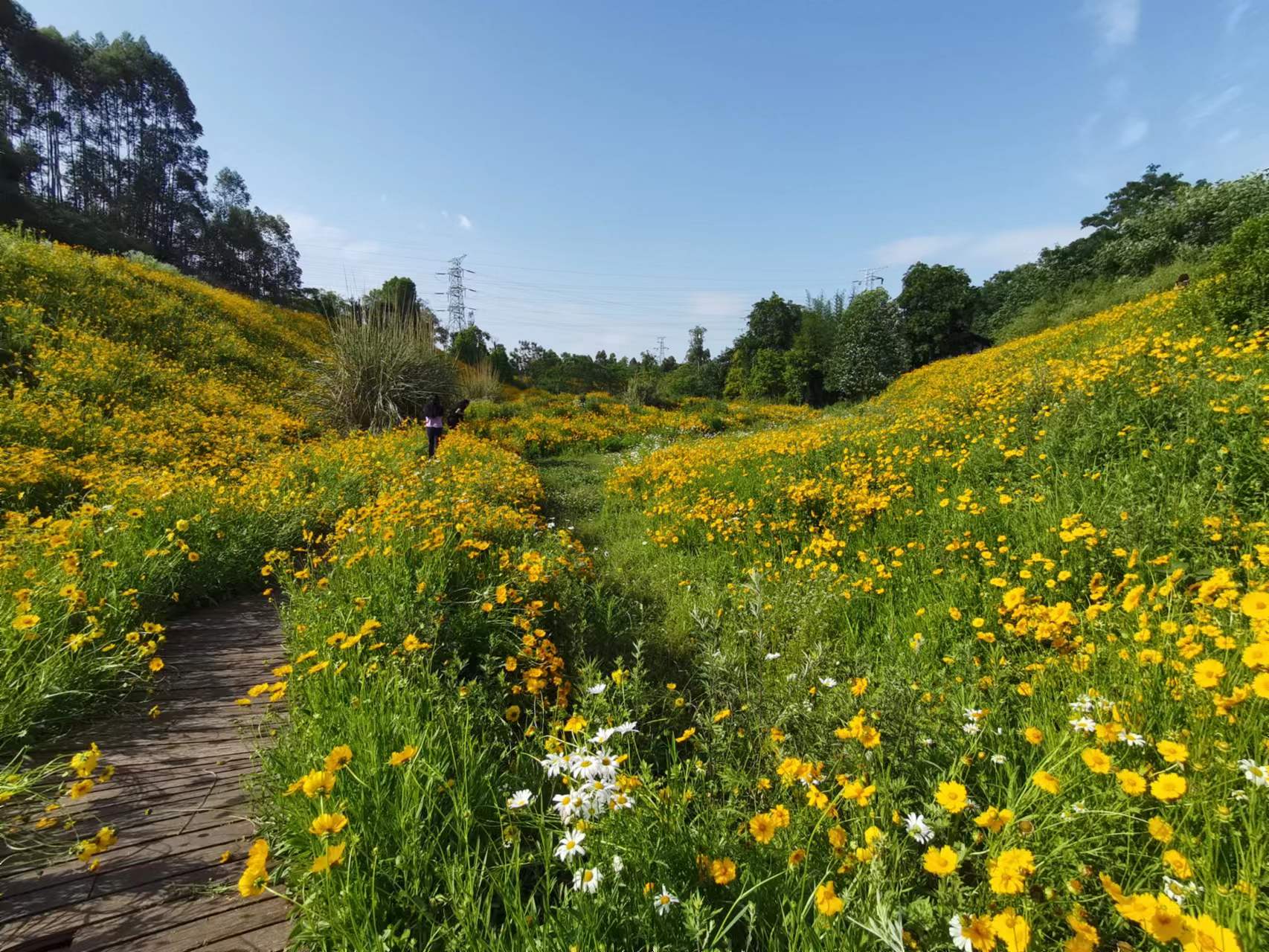 天府新区天府花香谷,成都天府新区花谷