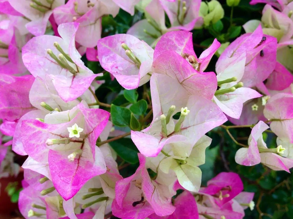 三角梅春季养护小知识,三角梅春天休眠后怎么办