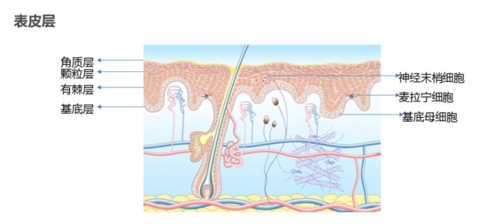 孕妇素颜必备,孕期冬季穿搭妆容