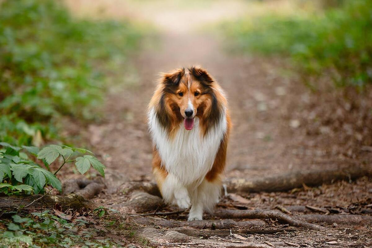 智商高的狗狗排名前十有哪些品种,智商高的狗狗排名小型犬