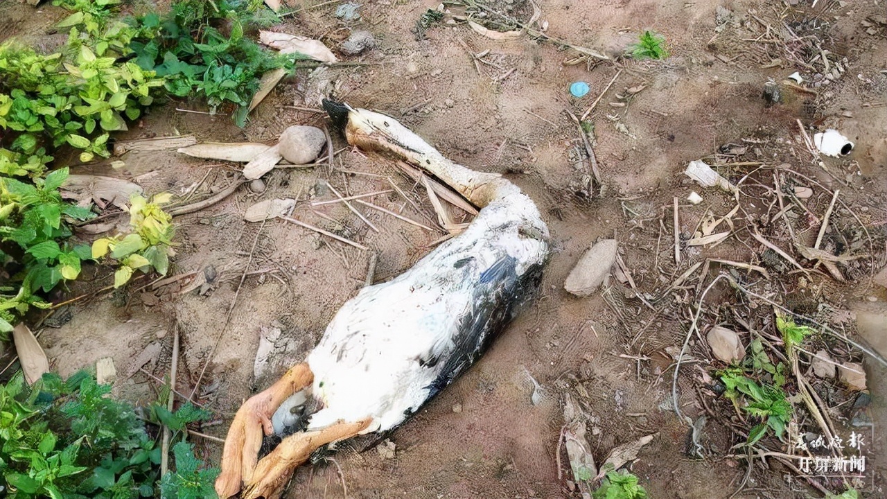 吓人!深圳一工地挖出3条超70斤大蟒蛇,不怕雄黄它究竟怕什么?