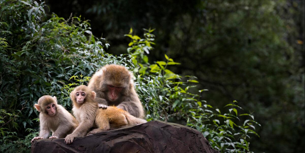 人类褪去周身毛发，为什么仅存头发、腋毛、阴毛？这是个谜