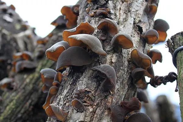 你想养什么植物说出五个理由,你想种植什么蘑菇