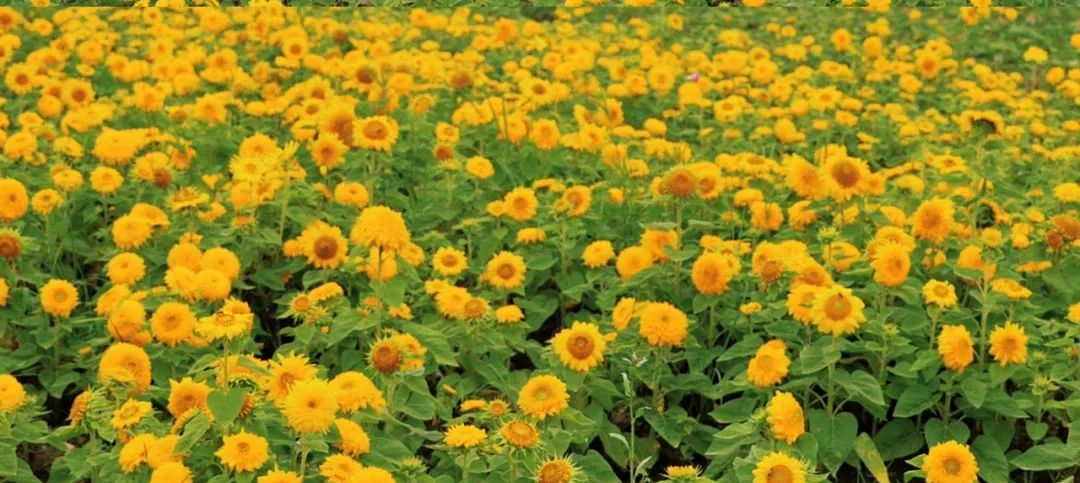 成都向日葵,成都免费看向日葵的地方在哪里呢