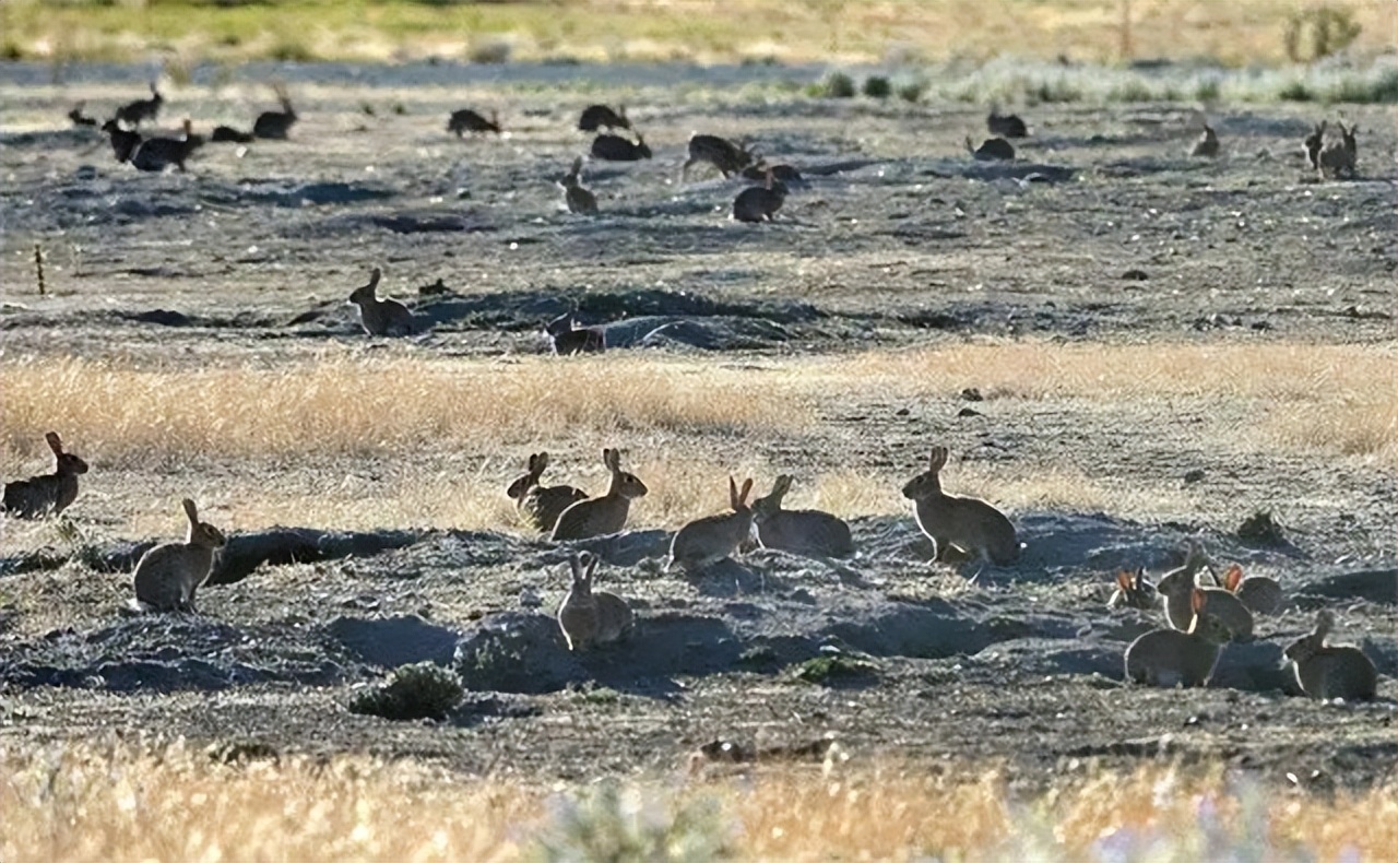 澳大利亚野兔泛滥为什么人不吃,澳洲野兔泛滥多达100亿只