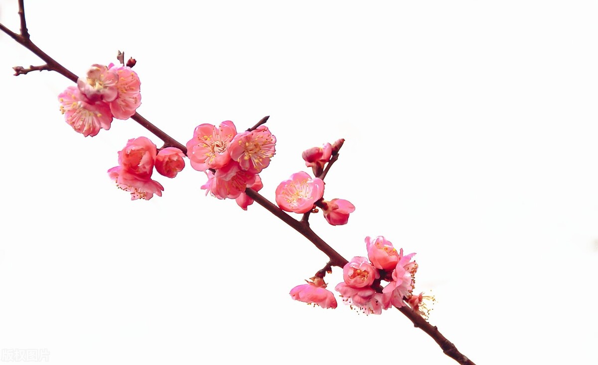 古诗词里关于友谊的唯美诗,8首友谊诗词