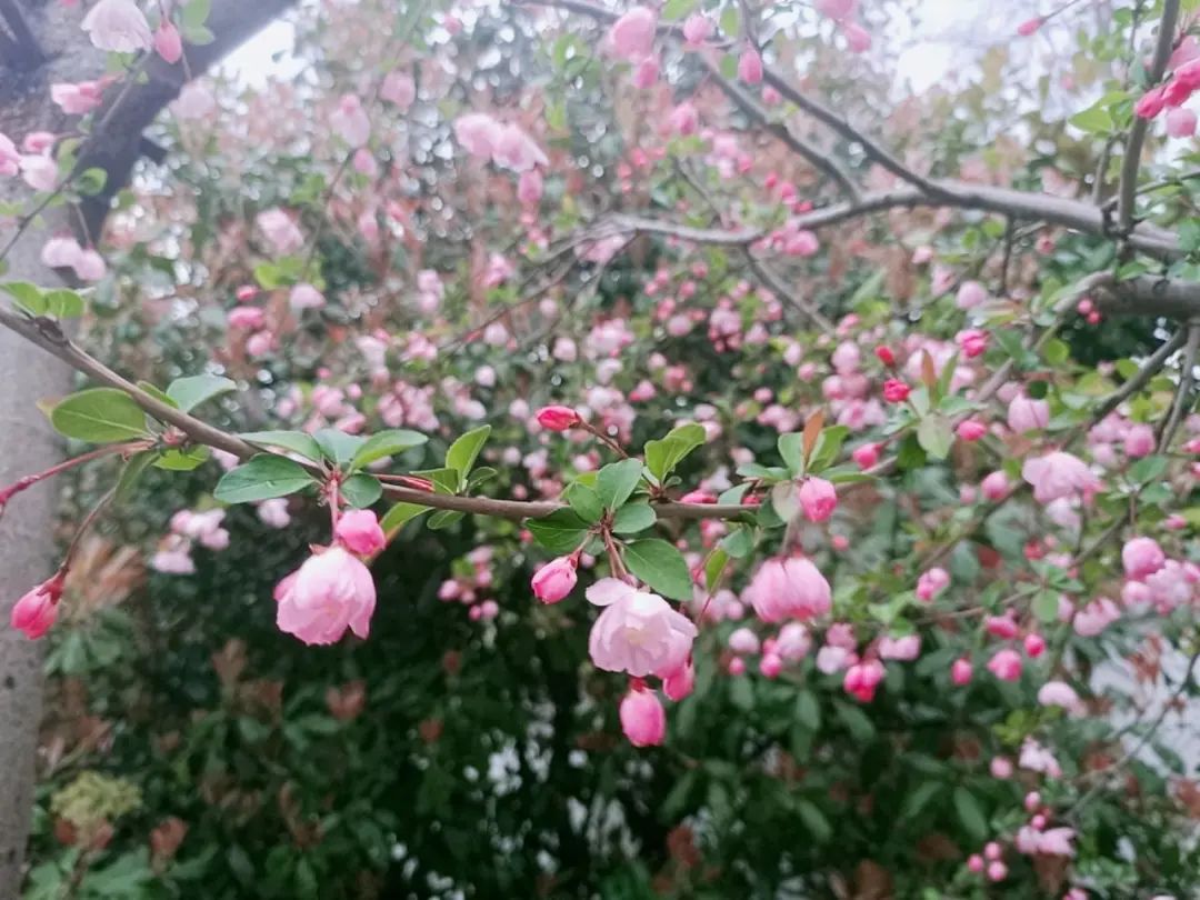 错过了一个秋天,错过了一个春秋