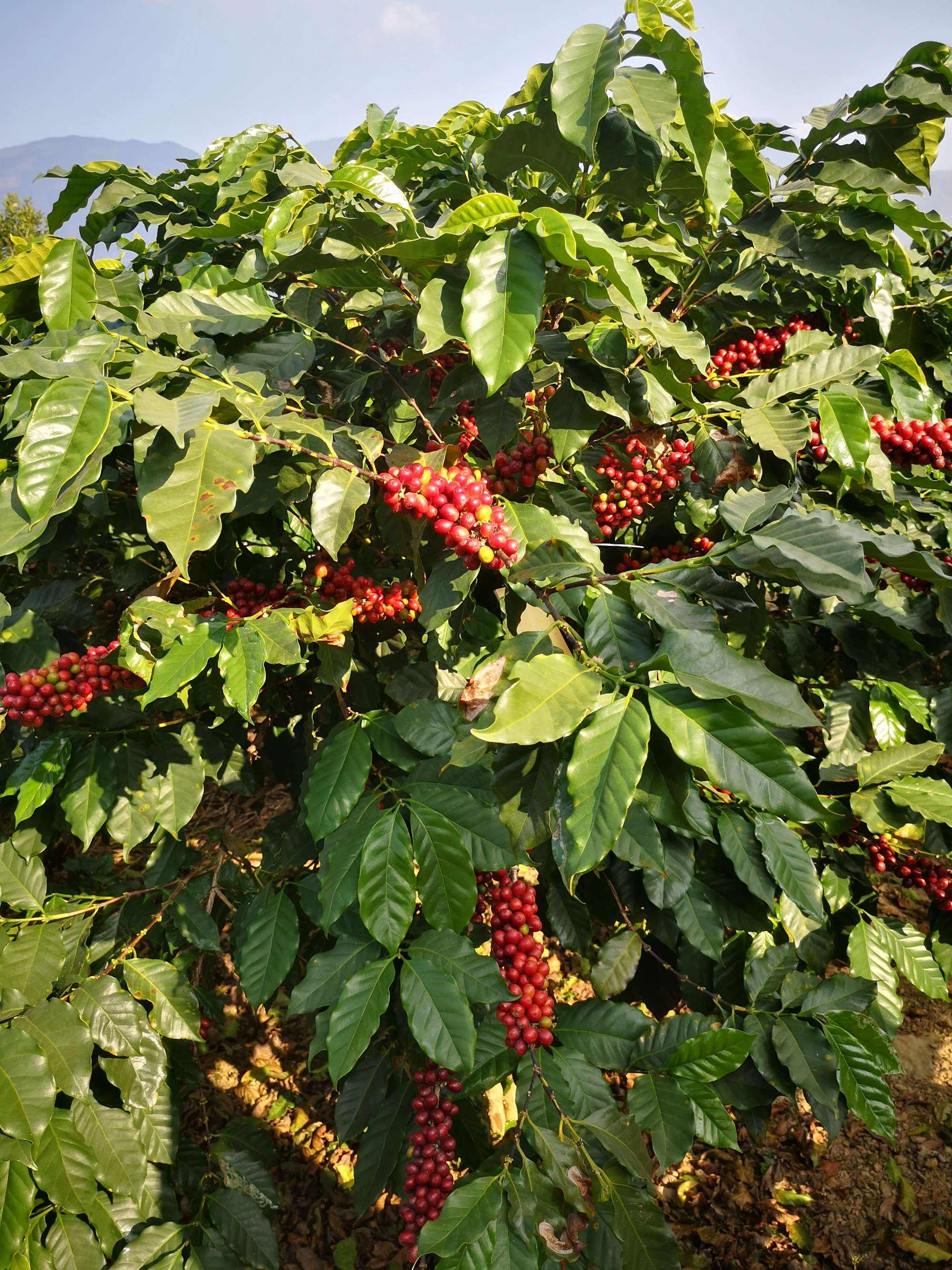 像小粒咖啡的植物,咖啡盆栽植物