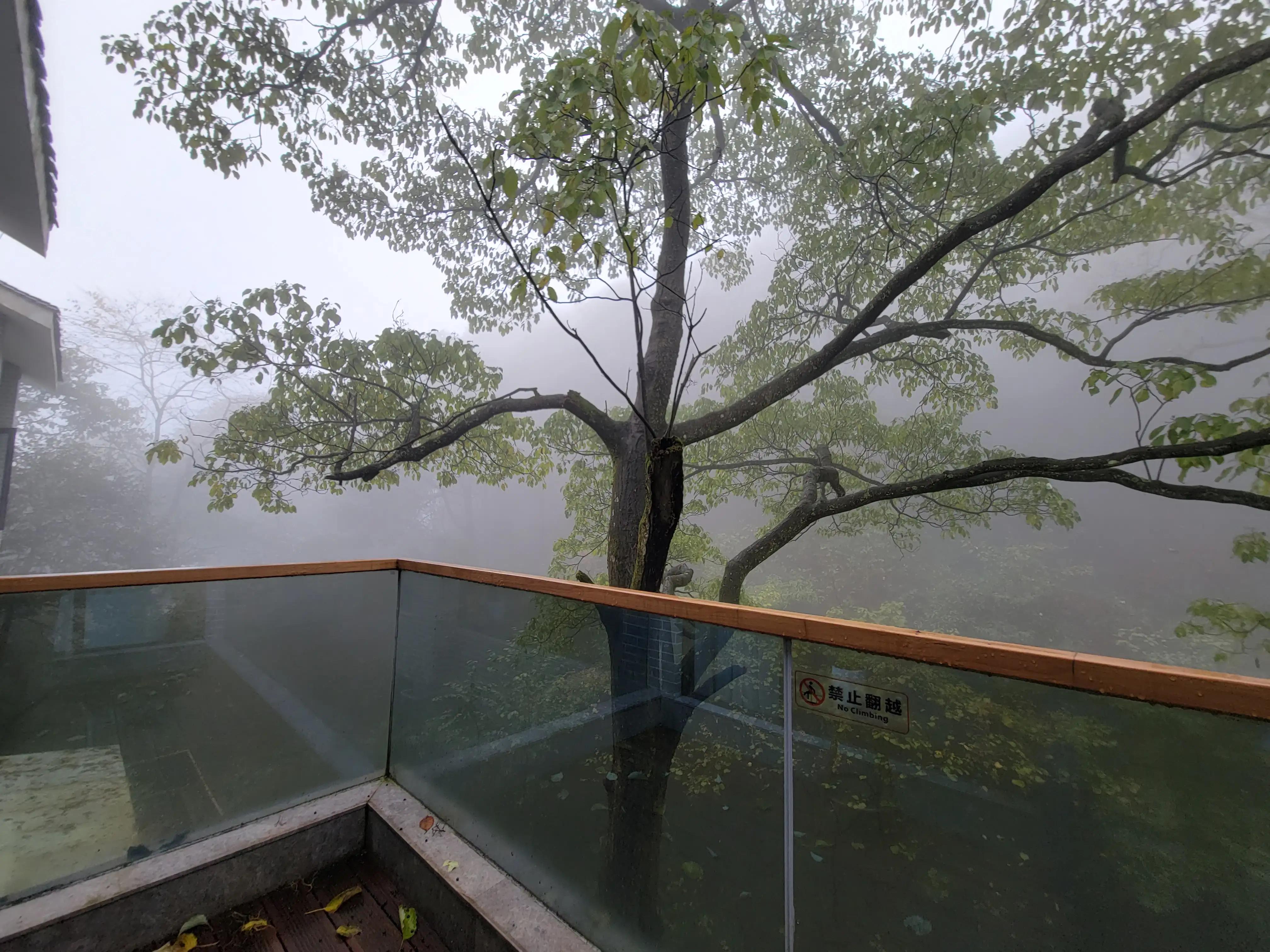 雅安蒙顶山一日游攻略,雅安蒙顶山风景区旅游攻略
