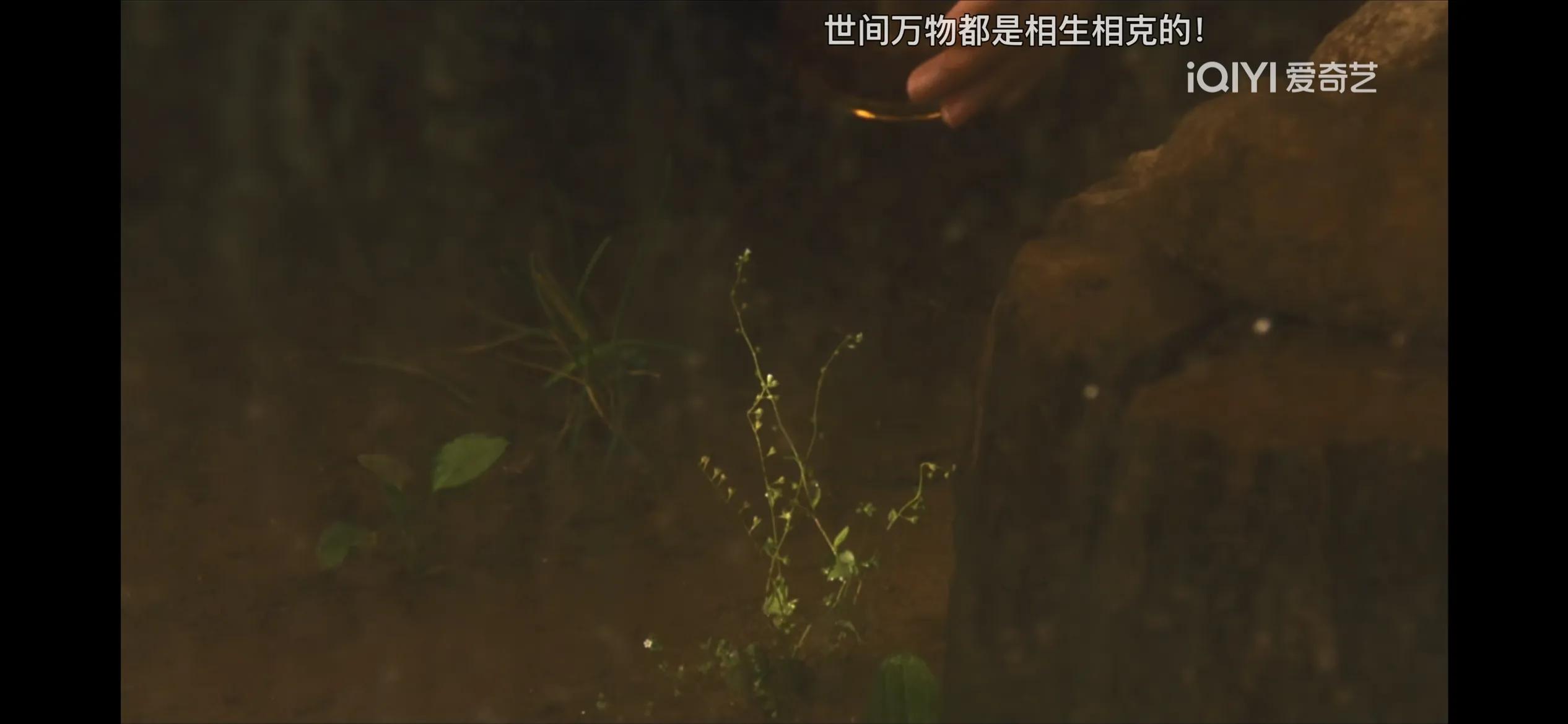 电影勿忘我结尾歌,勿忘我电视剧