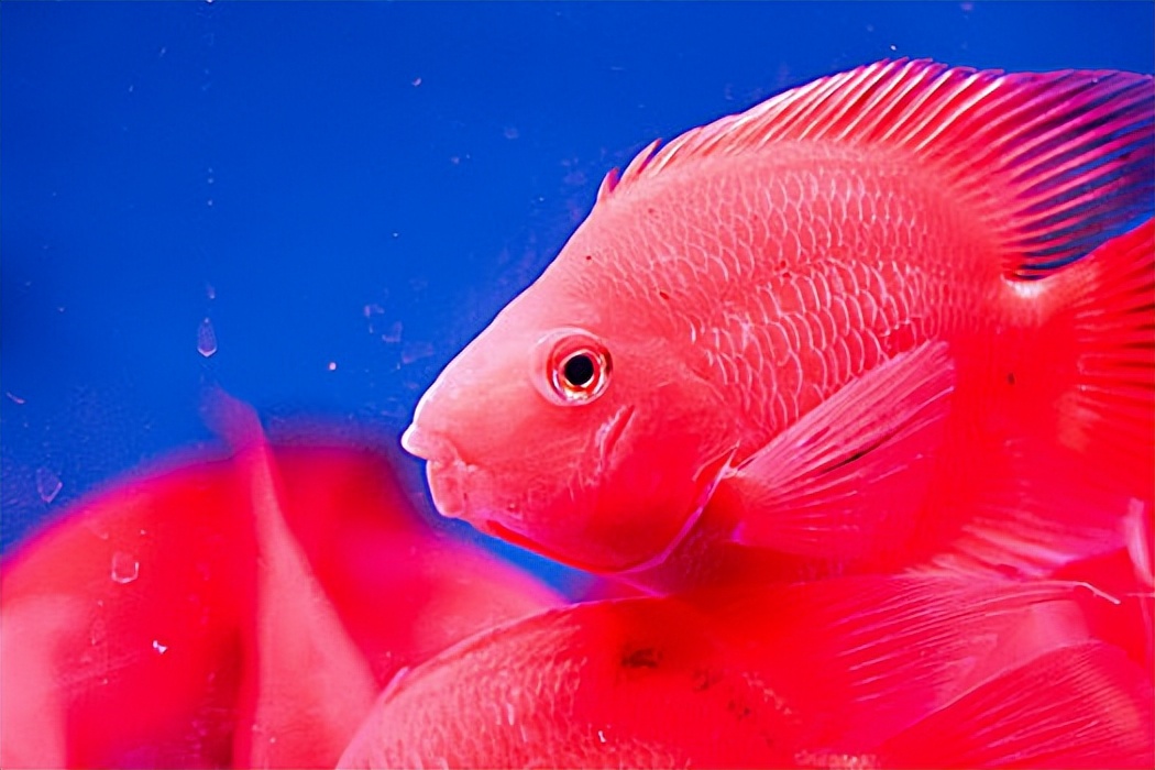 能人工饲养的鹦鹉鱼有哪些,鹦鹉鱼的饲养知识你知道吗