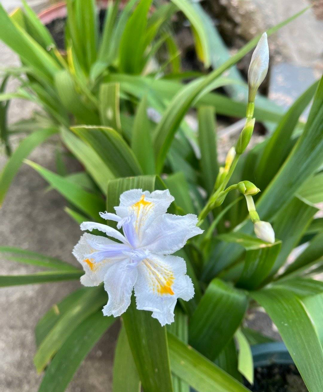 最好养的阳台5种花,适合南方室内养的50种花