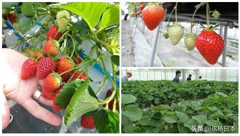 在最浪漫的时节抵达日本会变得幸运呢