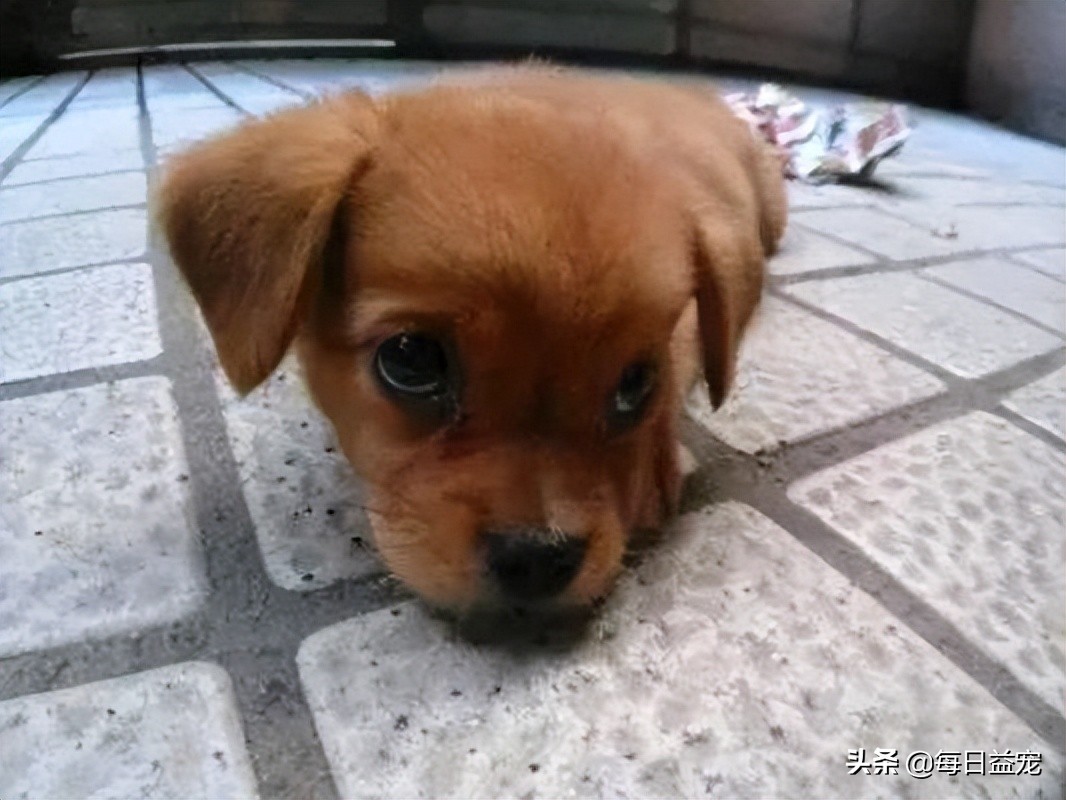 狗狗撕坏现金,狗狗撕坏东西装可怜