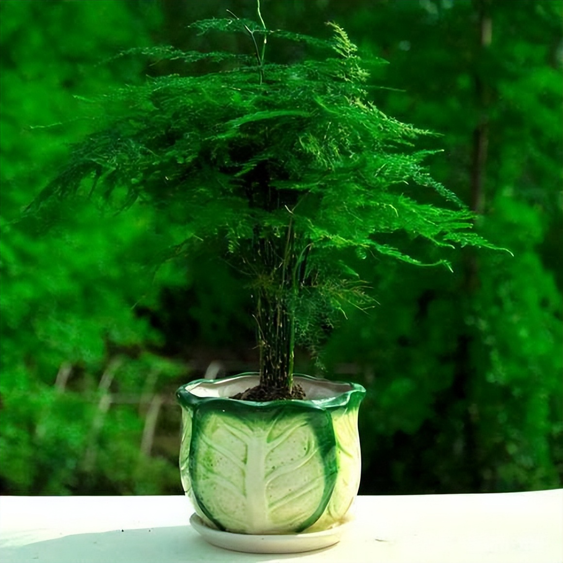 过期的各种药片混在一起浇花好吗,四种过期药片可以浇花
