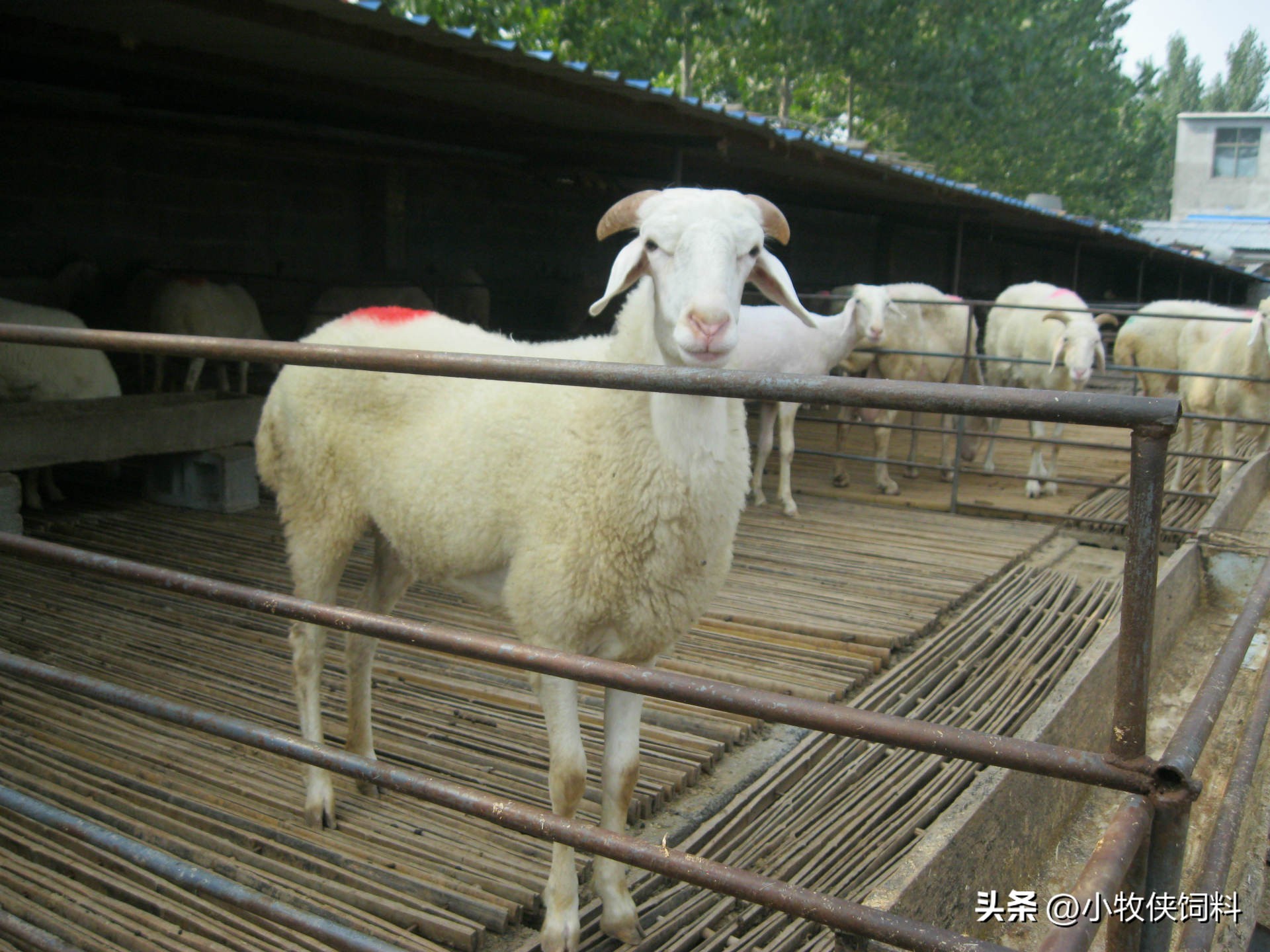 肉羊养殖新技术有哪些方法呢,养殖肉羊的注意事项有哪些