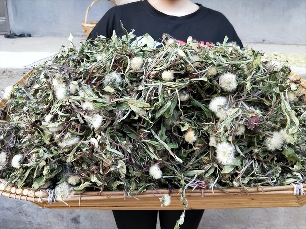 蒲公英八大养生好处,蒲公英用药禁忌