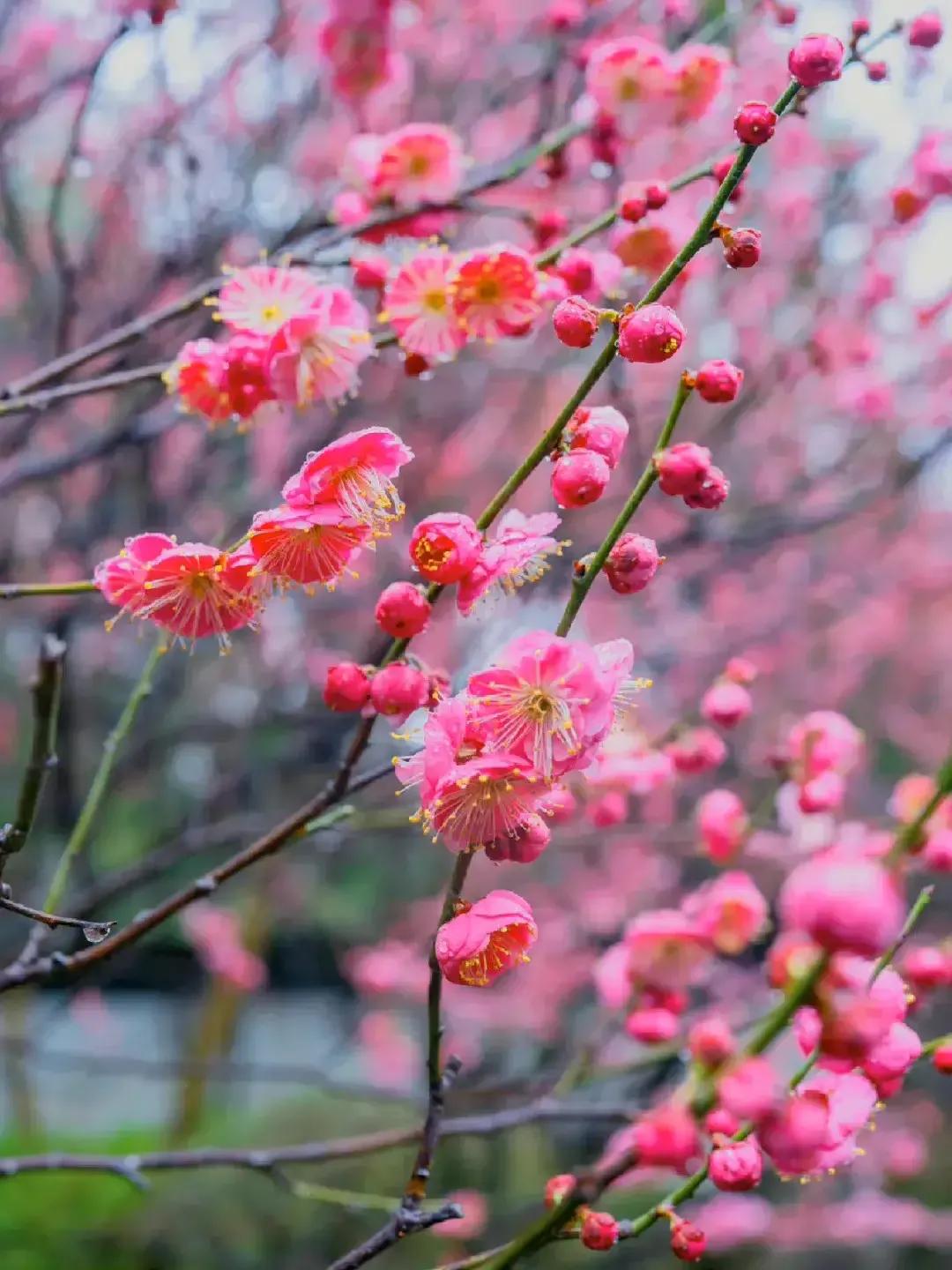 2023年03月03日星期五农历：癸卯年【兔年】二月十二八九第9天